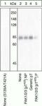 Serine/threonine-protein kinase PAK 1 antibody, 44-942G, Invitrogen Antibodies, Western Blot image 