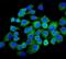 N-Myc And STAT Interactor antibody, PB9340, Boster Biological Technology, Immunofluorescence image 