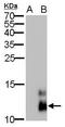 PPY antibody, GTX628832, GeneTex, Western Blot image 