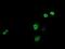 Jun Proto-Oncogene, AP-1 Transcription Factor Subunit antibody, NBP2-02258, Novus Biologicals, Immunofluorescence image 