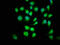 SMAD Family Member 1 antibody, LS-C377465, Lifespan Biosciences, Immunofluorescence image 