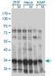 SWI/SNF-related matrix-associated actin-dependent regulator of chromatin subfamily E member 1-related antibody, H00010362-M01, Novus Biologicals, Immunoprecipitation image 