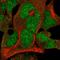 F-Box Protein 7 antibody, HPA032113, Atlas Antibodies, Immunofluorescence image 