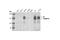 Cadherin 2 antibody, 4061S, Cell Signaling Technology, Western Blot image 