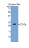 Fibulin 5 antibody, LS-C293937, Lifespan Biosciences, Western Blot image 