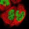 Zinc Finger Protein 384 antibody, HPA004051, Atlas Antibodies, Immunocytochemistry image 
