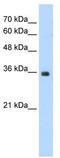 Mortality Factor 4 Like 2 antibody, TA334235, Origene, Western Blot image 
