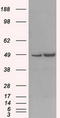 LEM Domain Containing 3 antibody, TA500796, Origene, Western Blot image 