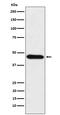 Cell division cycle protein 123 homolog antibody, M08251-2, Boster Biological Technology, Western Blot image 