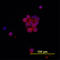Interleukin 22 antibody, AF782, R&D Systems, Immunofluorescence image 
