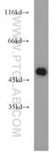 Zinc Finger And BTB Domain Containing 18 antibody, 12714-1-AP, Proteintech Group, Western Blot image 