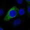 Proline Rich 11 antibody, NBP2-56123, Novus Biologicals, Immunofluorescence image 