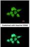 Dual Specificity Phosphatase 8 antibody, PA5-21292, Invitrogen Antibodies, Immunofluorescence image 
