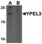 Yippee Like 3 antibody, TA320038, Origene, Western Blot image 