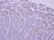 Uncoupling Protein 1 antibody, PA5-29575, Invitrogen Antibodies, Immunohistochemistry paraffin image 