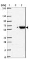 Discoidin, CUB and LCCL domain-containing protein 1 antibody, NBP2-32487, Novus Biologicals, Western Blot image 