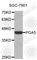 Pepsinogen 5, Group I (Pepsinogen A) antibody, A8039, ABclonal Technology, Western Blot image 