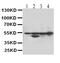 Desmin antibody, MA1036, Boster Biological Technology, Western Blot image 