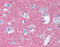 Neuron-specific antigen HPC-1 antibody, TA341216, Origene, Immunohistochemistry paraffin image 