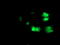 Protein arginine N-methyltransferase 2 antibody, M04706, Boster Biological Technology, Immunofluorescence image 