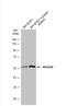 RB Binding Protein 4, Chromatin Remodeling Factor antibody, NB500-123, Novus Biologicals, Western Blot image 