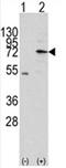 Mitochondrial Intermediate Peptidase antibody, AP11445PU-N, Origene, Western Blot image 