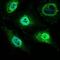 Mitochondrial Ribosomal Protein L42 antibody, GTX60735, GeneTex, Immunofluorescence image 