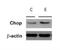 DNA Damage Inducible Transcript 3 antibody, NB600-1335, Novus Biologicals, Western Blot image 