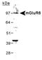 Metabotropic glutamate receptor 6 antibody, NB300-189, Novus Biologicals, Western Blot image 