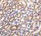 Solute Carrier Family 22 Member 17 antibody, NBP1-76918, Novus Biologicals, Immunohistochemistry frozen image 