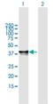 PHD Finger Protein 20 Like 1 antibody, H00051105-B01P, Novus Biologicals, Western Blot image 