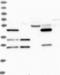 Mitoguardin 2 antibody, NBP1-86701, Novus Biologicals, Western Blot image 