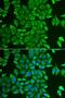 Acylaminoacyl-Peptide Hydrolase antibody, LS-C334367, Lifespan Biosciences, Immunofluorescence image 