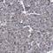 Isocitrate Dehydrogenase (NAD(+)) 3 Beta antibody, HPA049387, Atlas Antibodies, Immunohistochemistry paraffin image 