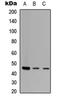 Zinc Finger Protein 232 antibody, LS-C358400, Lifespan Biosciences, Western Blot image 