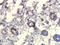 Ribosomal Protein Lateral Stalk Subunit P0 antibody, orb13677, Biorbyt, Immunohistochemistry paraffin image 