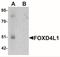 Forkhead Box D4 Like 1 antibody, NBP2-41158, Novus Biologicals, Western Blot image 