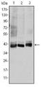 Mitogen-Activated Protein Kinase Kinase 4 antibody, NBP2-37275, Novus Biologicals, Western Blot image 