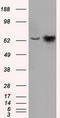 HSP70 antibody, TA500731, Origene, Western Blot image 