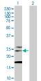 Tetraspanin 31 antibody, H00006302-B02P, Novus Biologicals, Western Blot image 