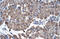 Growth arrest-specific protein 7 antibody, 27-262, ProSci, Immunohistochemistry paraffin image 