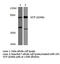 Valosin Containing Protein antibody, LS-C177804, Lifespan Biosciences, Western Blot image 