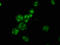 RNA-binding motif, single-stranded-interacting protein 1 antibody, LS-C671097, Lifespan Biosciences, Immunofluorescence image 