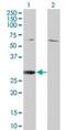 Regulator Of G Protein Signaling 18 antibody, PA5-23112, Invitrogen Antibodies, Western Blot image 