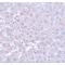 Calcium Homeostasis Modulator 1 antibody, LS-C108656, Lifespan Biosciences, Immunohistochemistry frozen image 