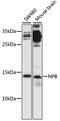 Neuropeptide B antibody, 16-679, ProSci, Western Blot image 