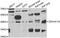 Zinc Finger DHHC-Type Containing 16 antibody, abx006912, Abbexa, Western Blot image 