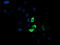 Glutamyl Aminopeptidase antibody, TA504037, Origene, Immunofluorescence image 
