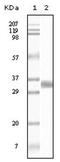 TGF beta antibody, AM06127SU-N, Origene, Western Blot image 