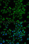P2Y2R antibody, 19-854, ProSci, Immunofluorescence image 